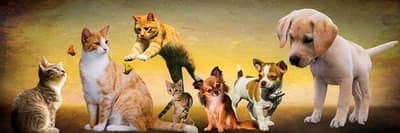 Dog vs Cat Classification with CNN