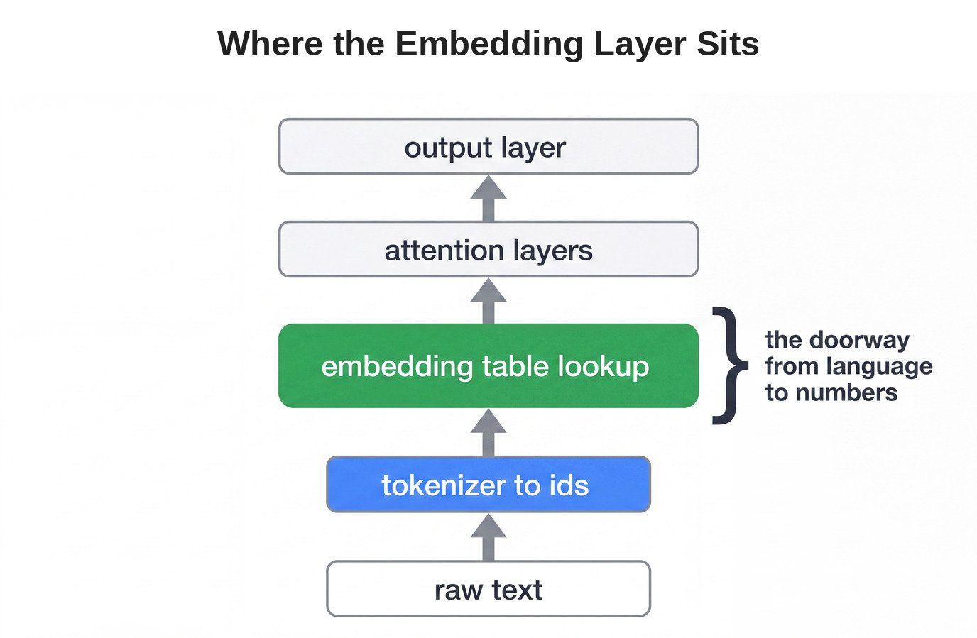 Where the Embedding Layer Sits